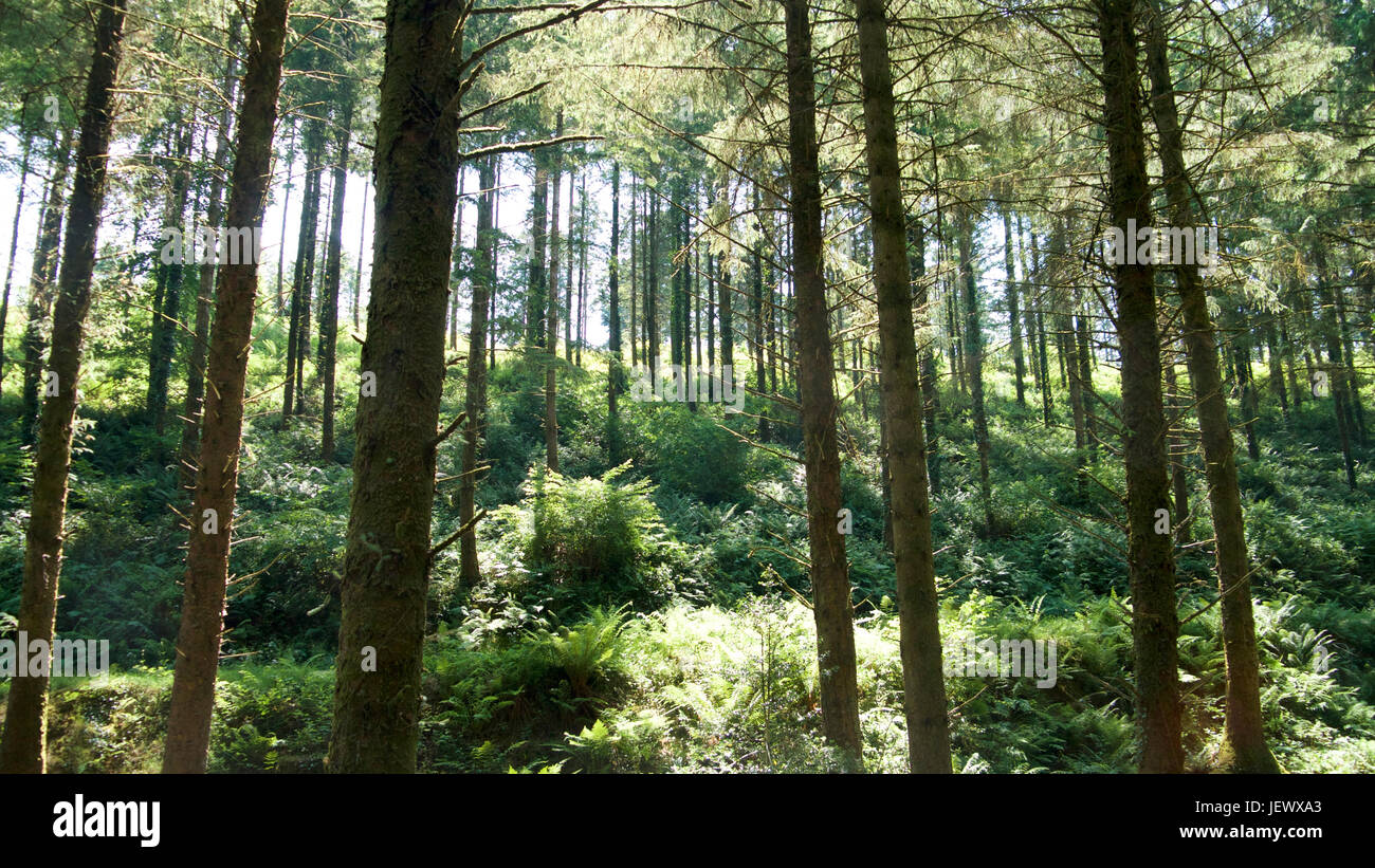 L'été dans les bois, UK Banque D'Images