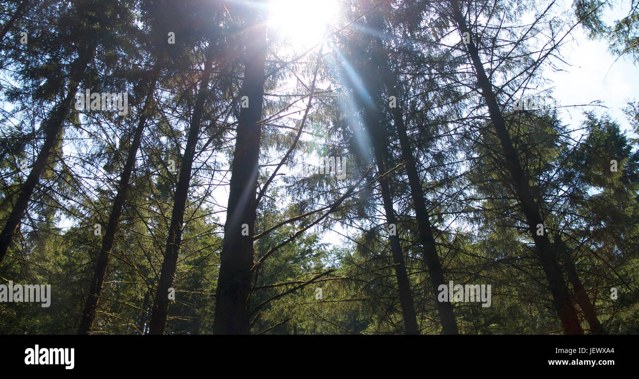 L'été dans les bois, UK Banque D'Images