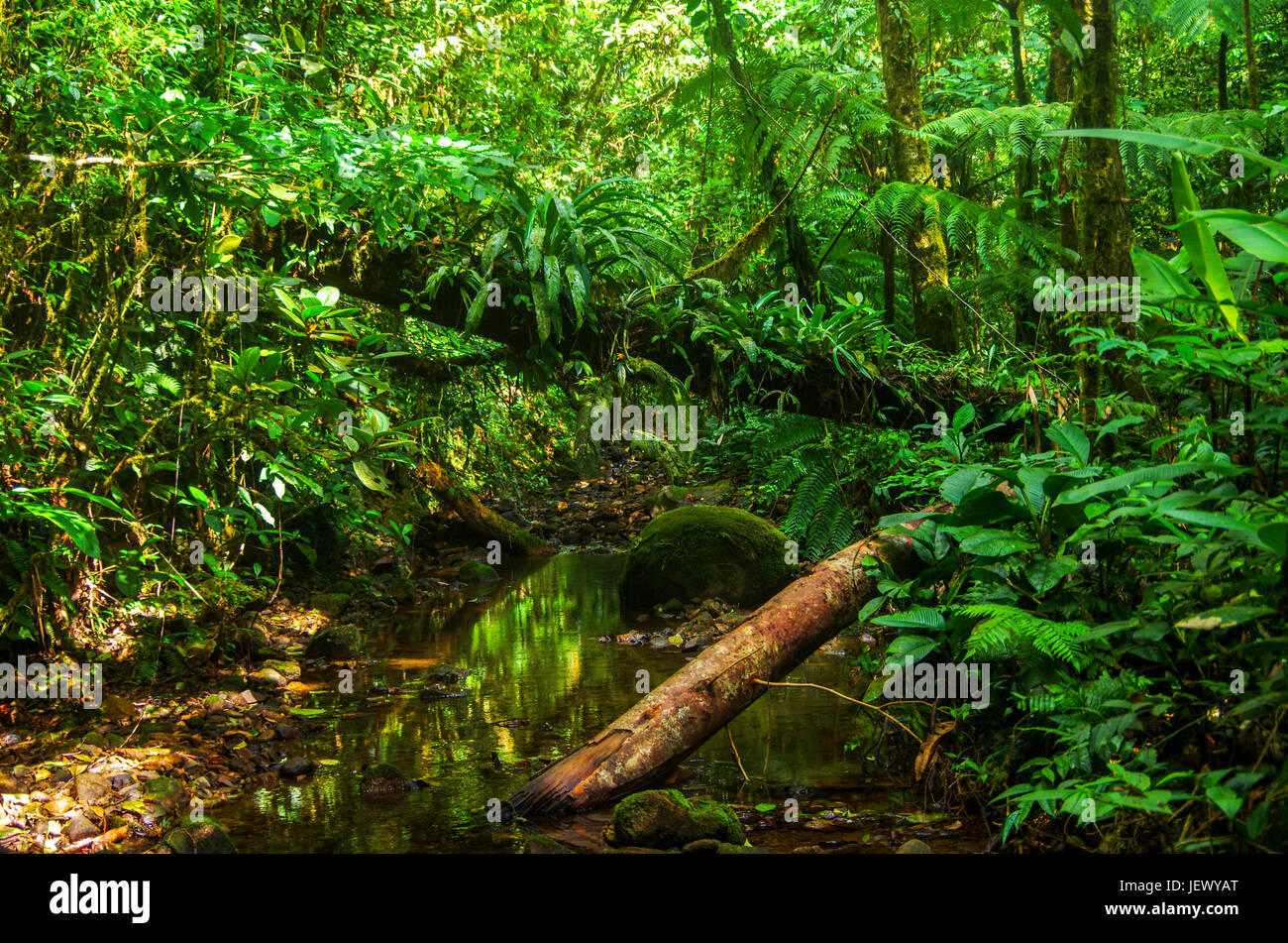 Scène de la forêt tropicale Banque D'Images