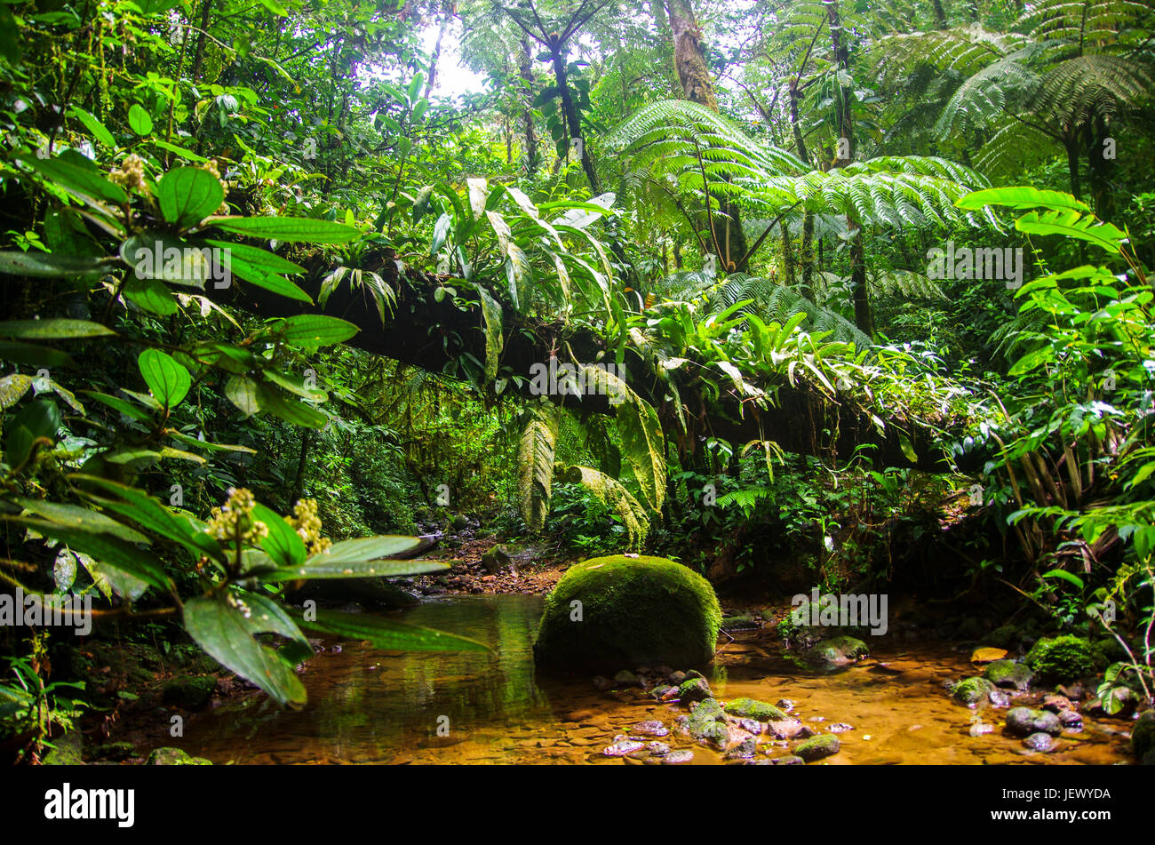 Scène de la forêt tropicale Banque D'Images