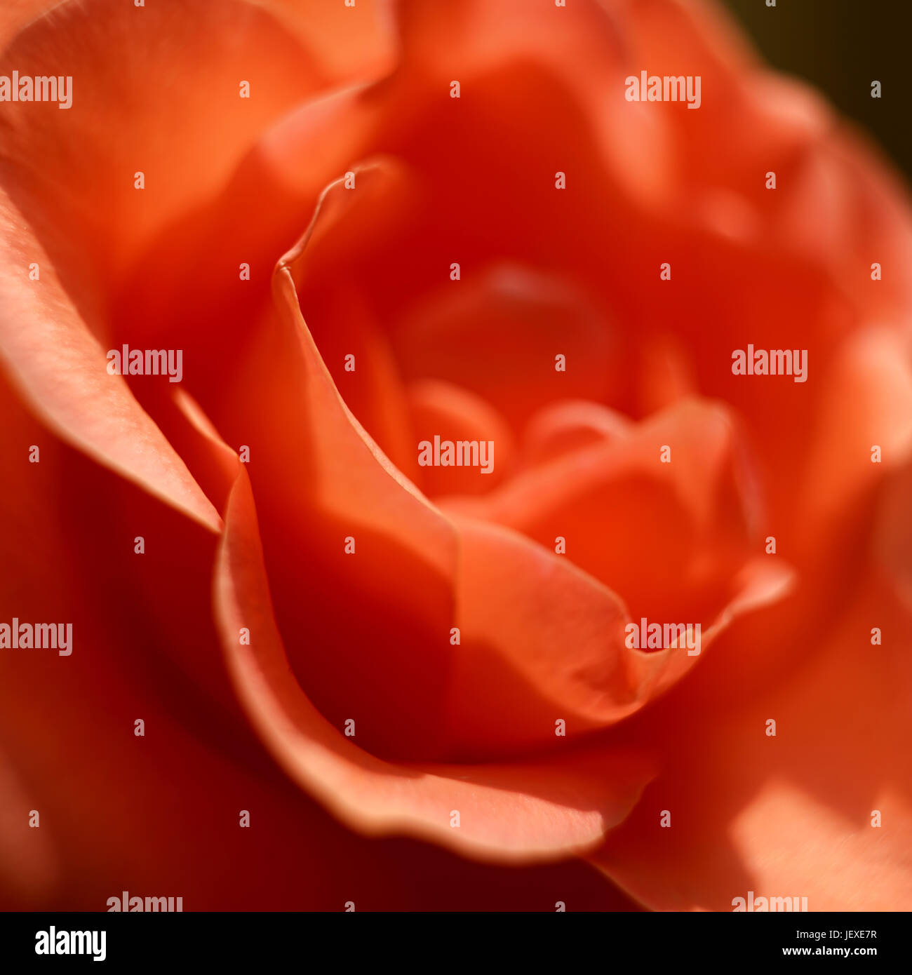 Pétales d'une rose dans un jardin en fleurs Banque D'Images