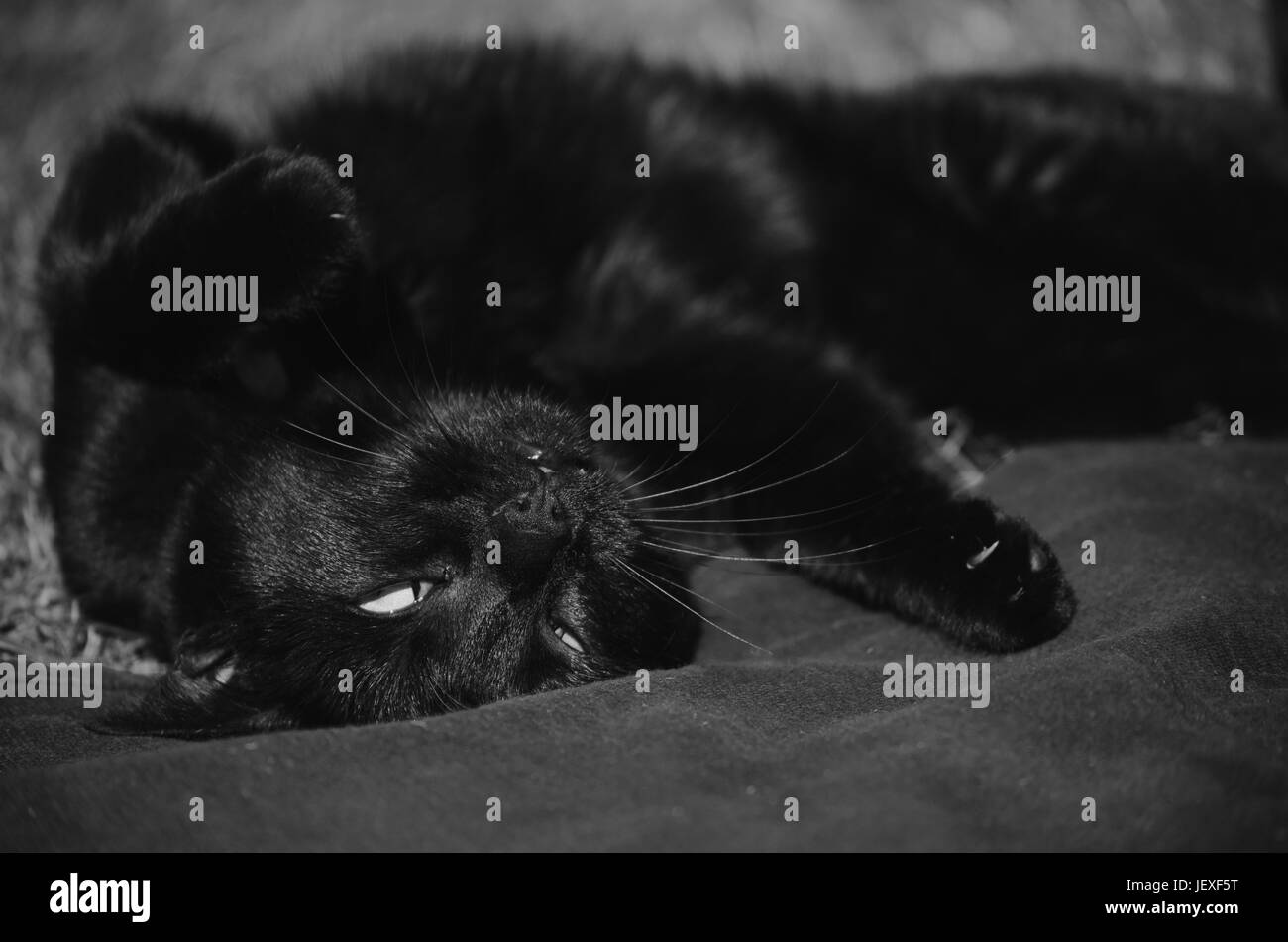 Chat noir couché à l'envers Banque D'Images