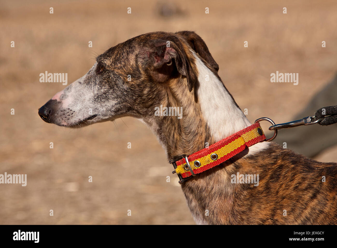 Le Greyhound Est Une Race De Chien Originaire De Lespagne