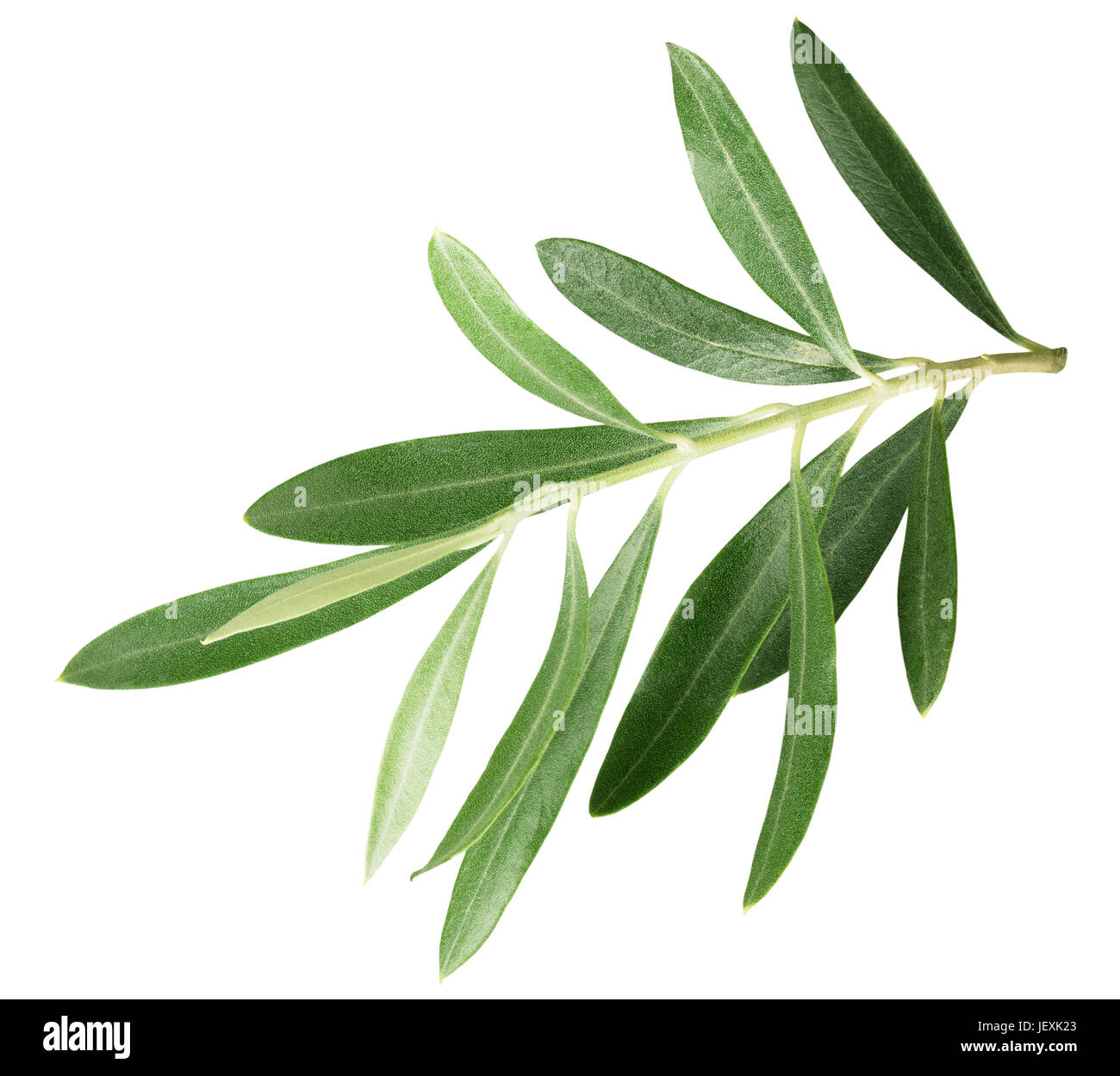 Branche avec feuilles d'isolé sur fond blanc. Banque D'Images