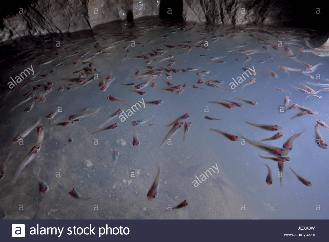 Un Grand Nombre De Poissons Habitent Une Petite Piscine Profonde De
