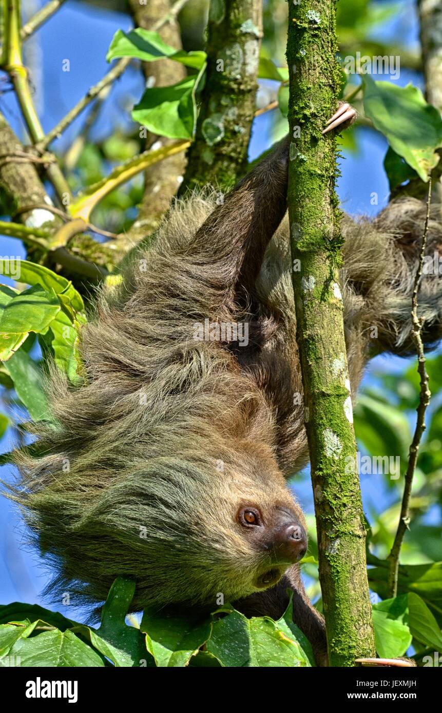 Un deux-toed sloth, Choloepus hoffmanni, à Humedal Caribe Noreste dans Parc National de Tortuguero. Banque D'Images