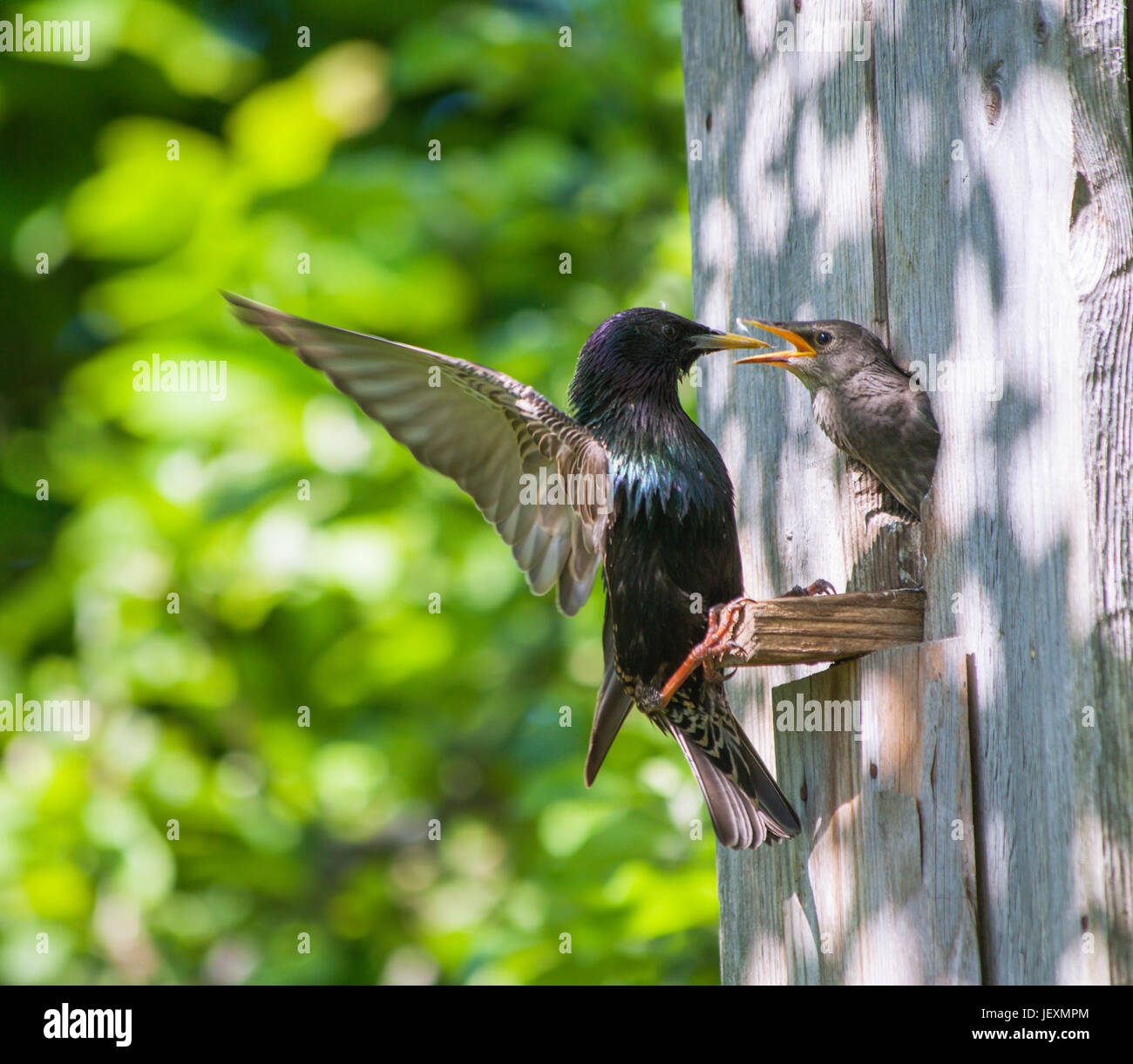 Starling et sa nichée Banque D'Images