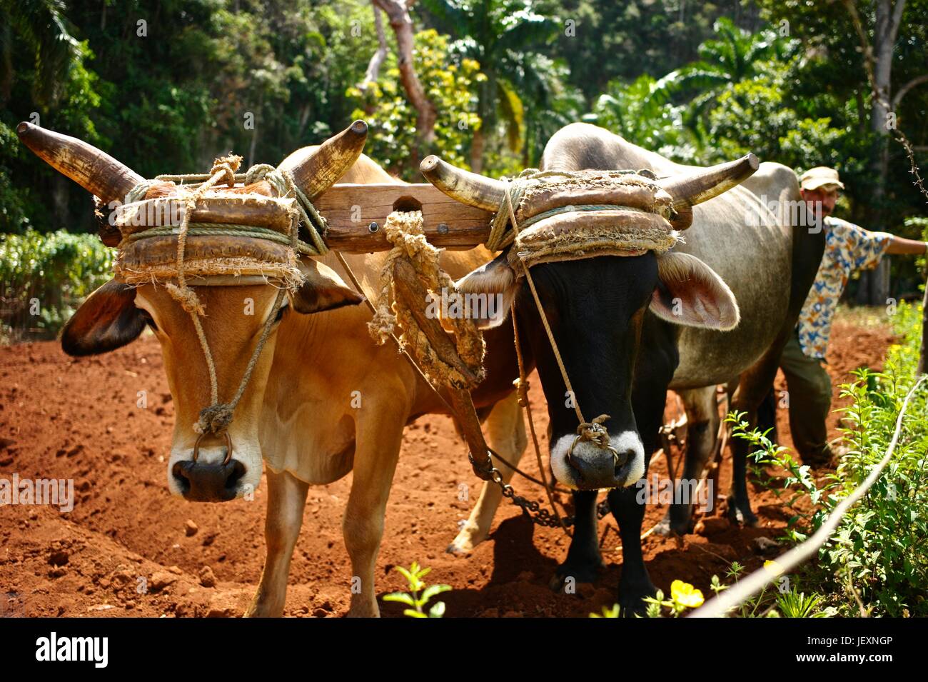 L'agriculture traditionnelle à l'aide de boeufs dans la vallée de Vinales, province de Pinar del Rio, Cuba. Banque D'Images