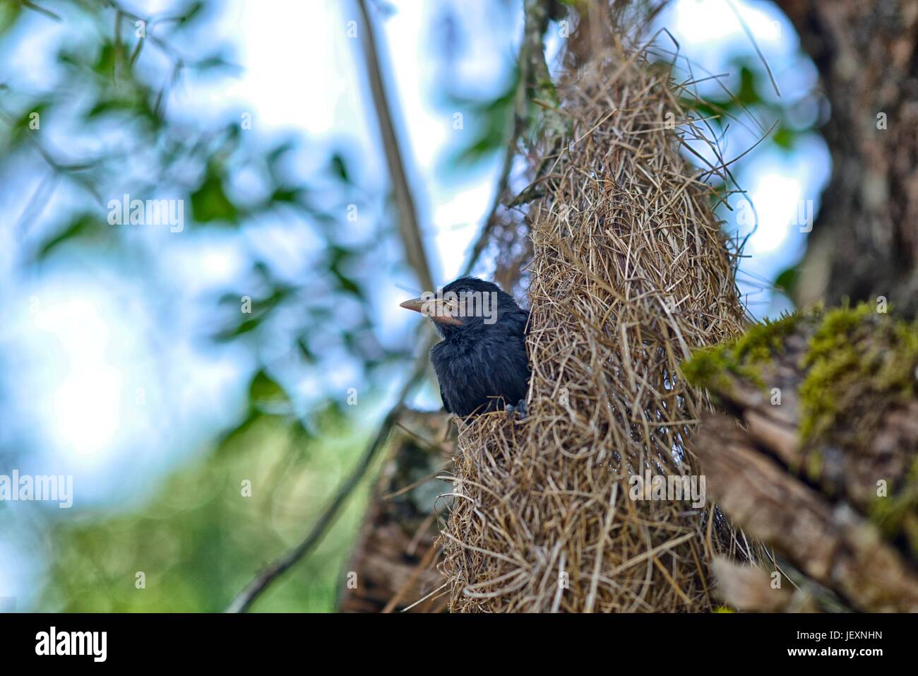 Un cassique cul-jaune, Cacicus cela, repose dans son nid suspendu. Banque D'Images