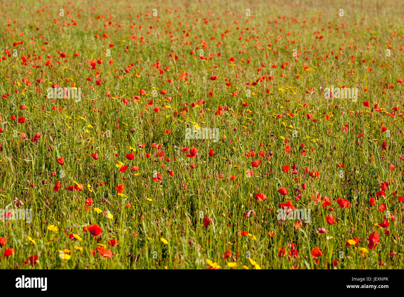 West Pentire près de Newquay en Cornouailles uk. champ de coquelicots full frame. Banque D'Images