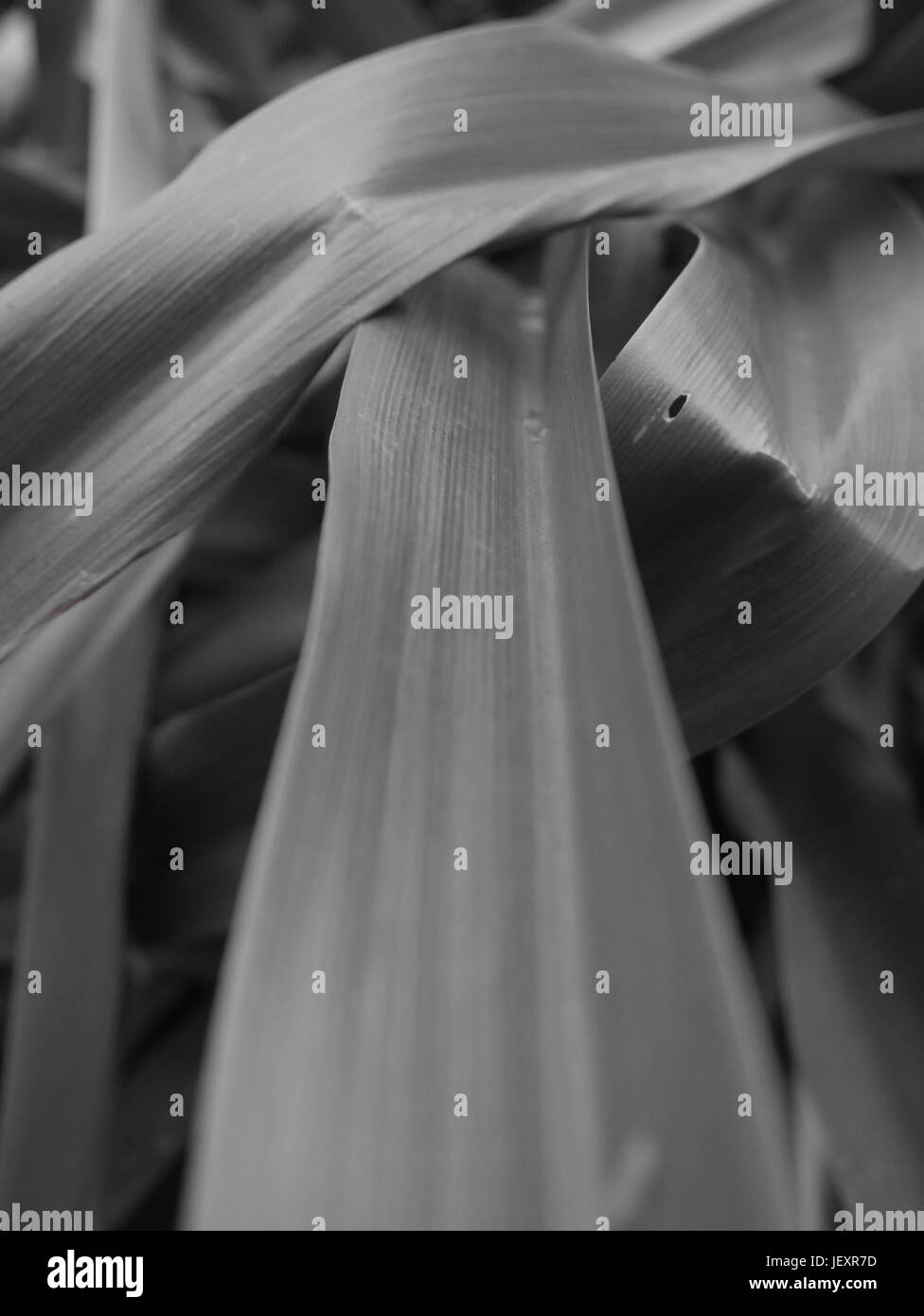 Longues feuilles d'une plante de l'iris Banque D'Images