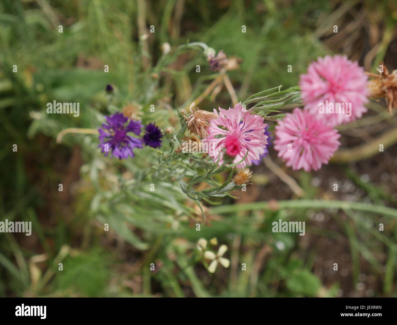 Les plantes dans la nature Banque D'Images