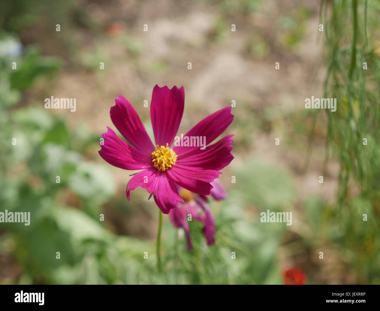 Les plantes dans la nature Banque D'Images