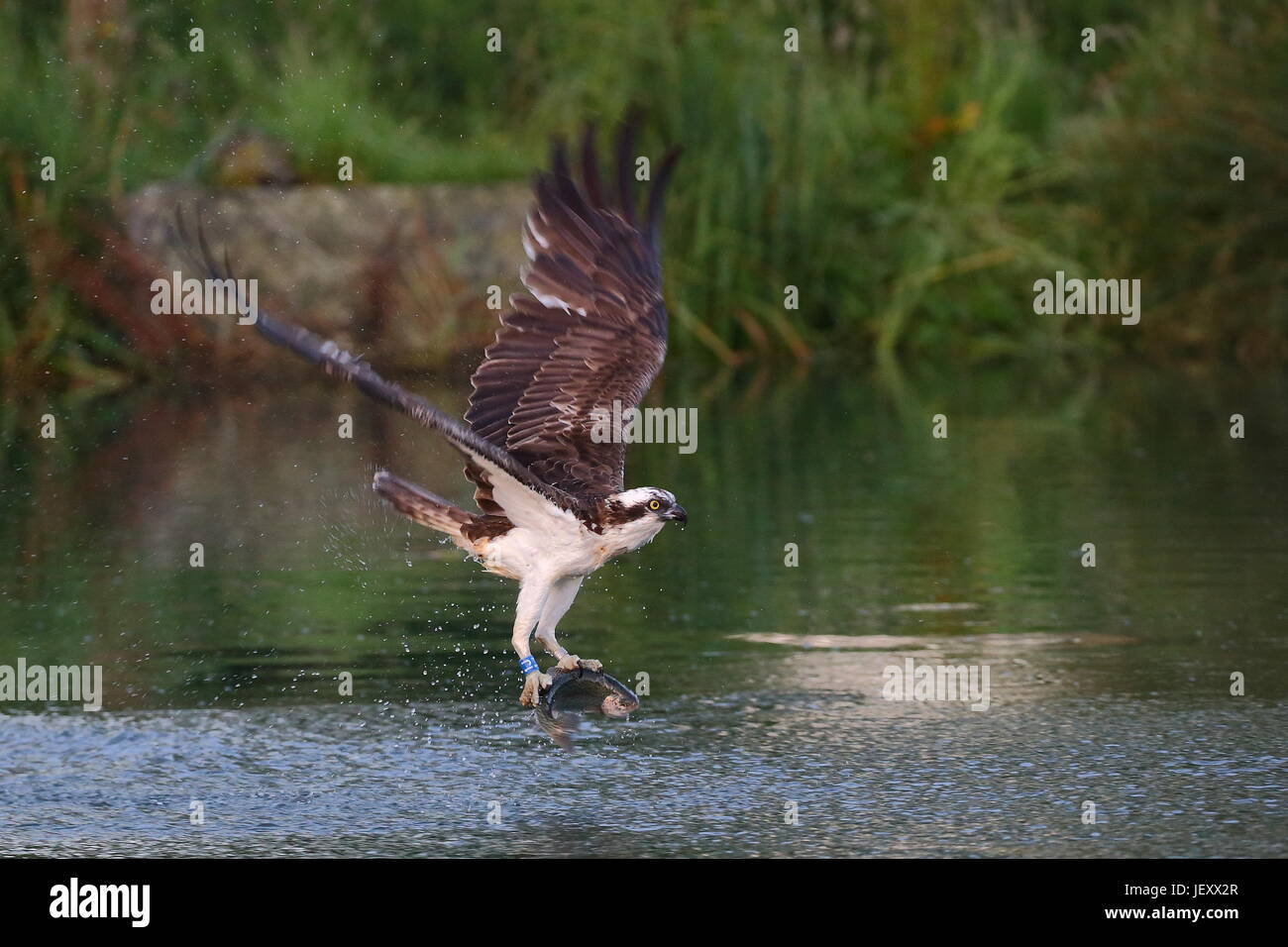 Osprey avec fontaine Banque D'Images