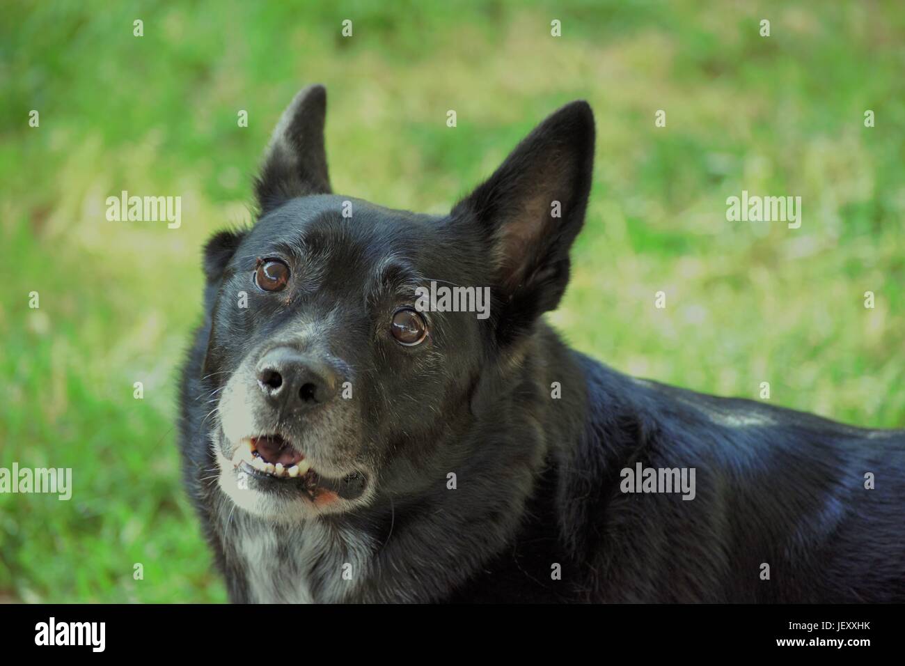 Black Dog Portrait Banque D'Images