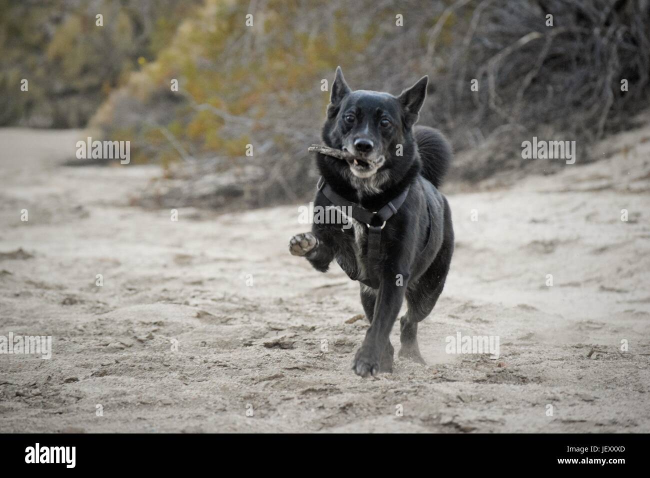 Chien jouant Fetch in Desert Banque D'Images