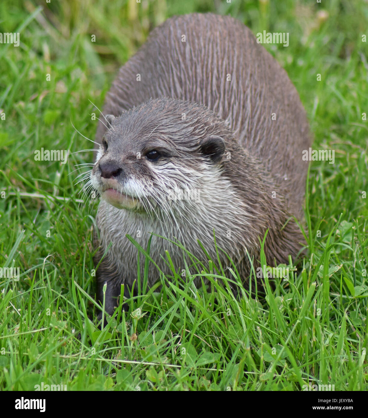 Loutre d'Asie - Scottish Deer Centre, Cupar, Fife, Scotland de Bow Banque D'Images