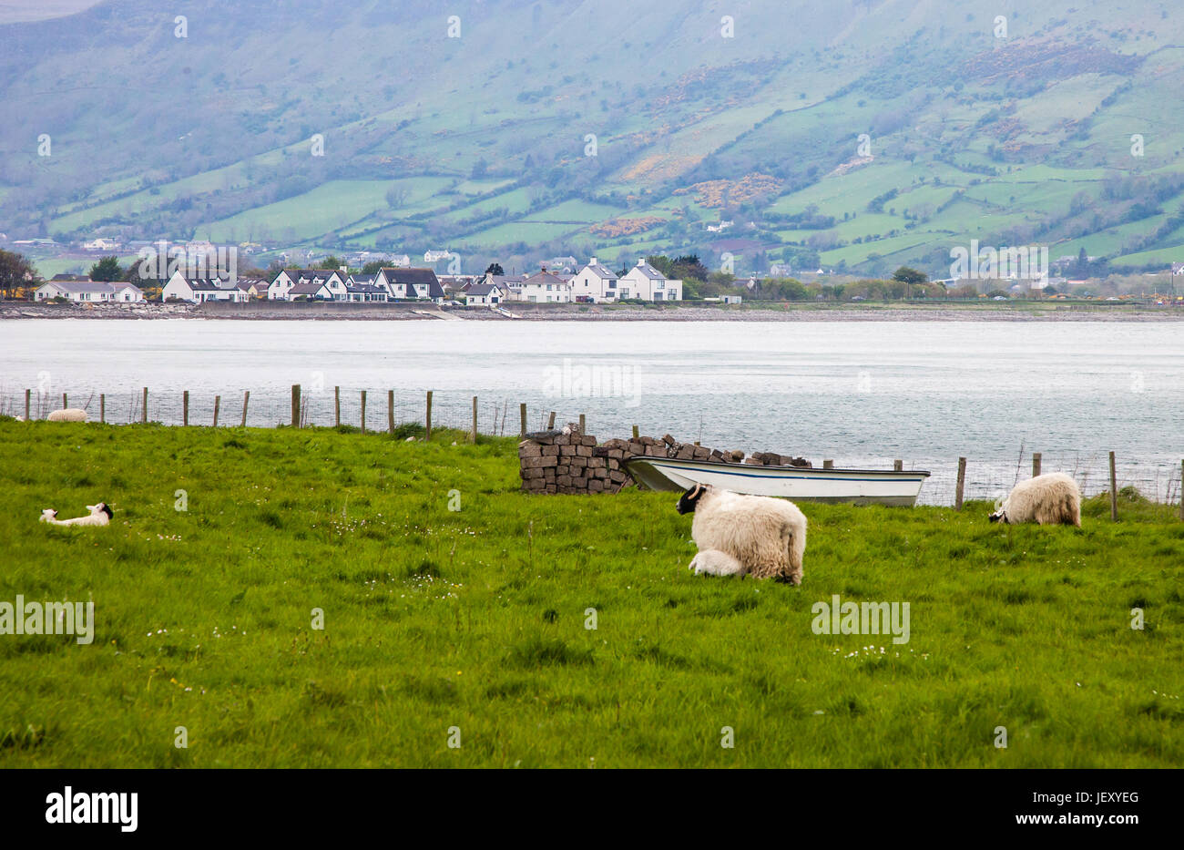 Le pâturage des moutons le long de la Côte d'Antrim Glenarm Road dans le comté d'Antrim, Irlande Banque D'Images