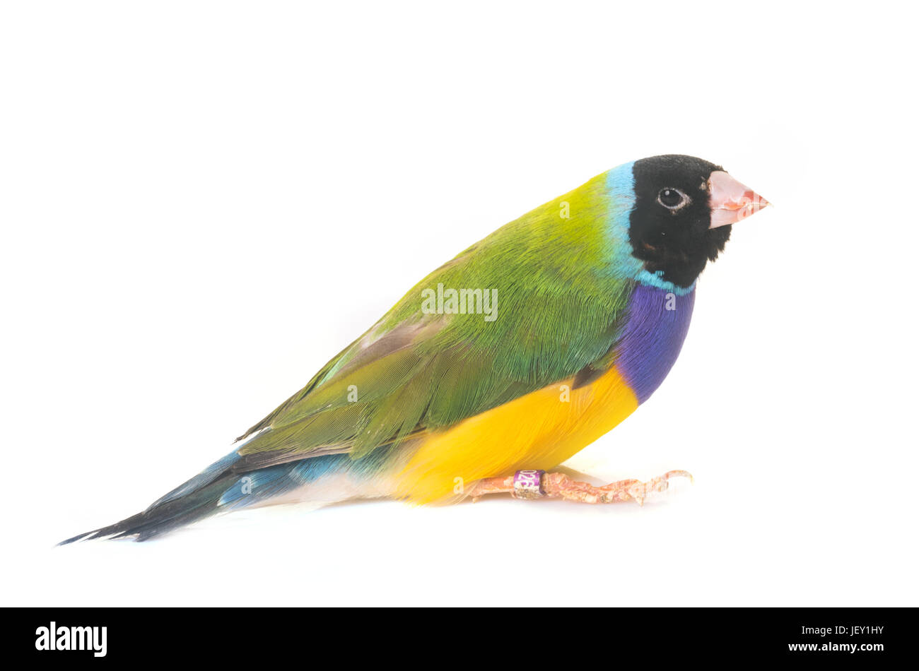 Gouldian finch in front of white background Banque D'Images