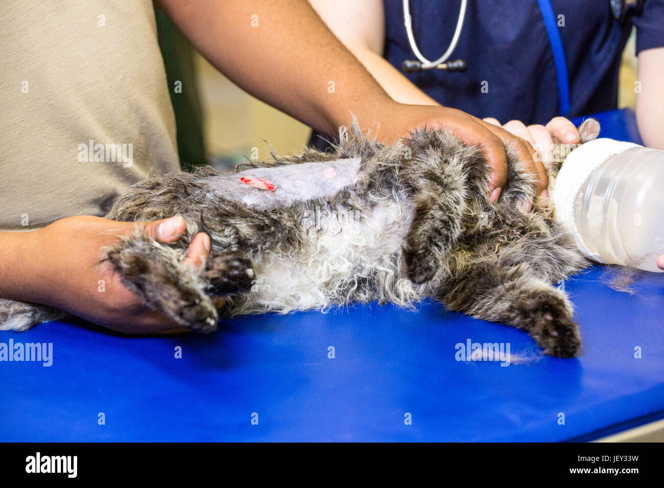 Close up of cat blessés Banque D'Images