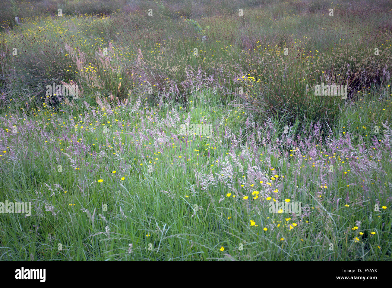 L'herbe longue prairie sauvage écossais et renoncules naturelles sur le terrain Banque D'Images