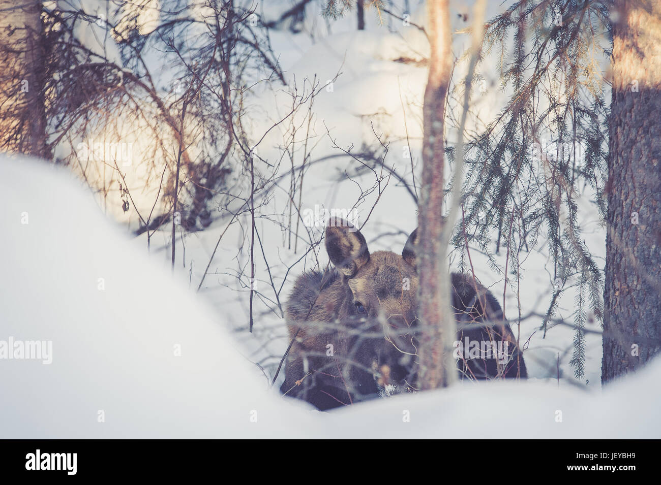 Jeune femelle orignal au repos dans son habitat naturel près de Fairbanks, AK. Banque D'Images