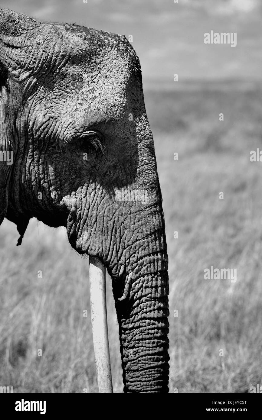 Animaux sauvages de Safari en Afrique Banque D'Images