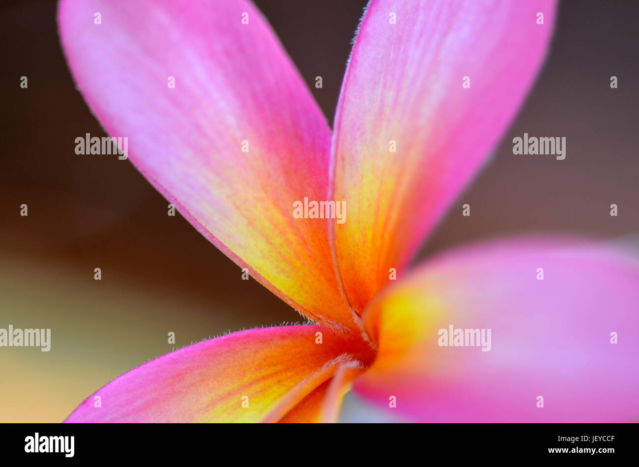 Fleurs TROPICALES Banque D'Images