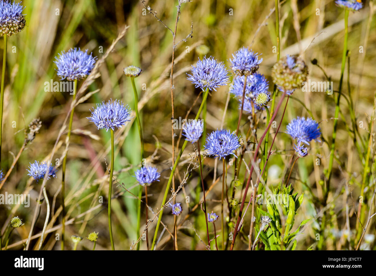 Jasione montana bleu aussi connu sous le nom de Sheep's bit scabious, blue bonnets, des boutons bleus, bleu marguerite, fleur de fer, de brebis et brebis peu scabious Banque D'Images Jasione montana bleu aussi connu sous le nom de Sheep's bit scabious, blue bonnets, des boutons bleus, bleu marguerite, fleur de fer, de brebis et brebis peu scabious Banque D'Images