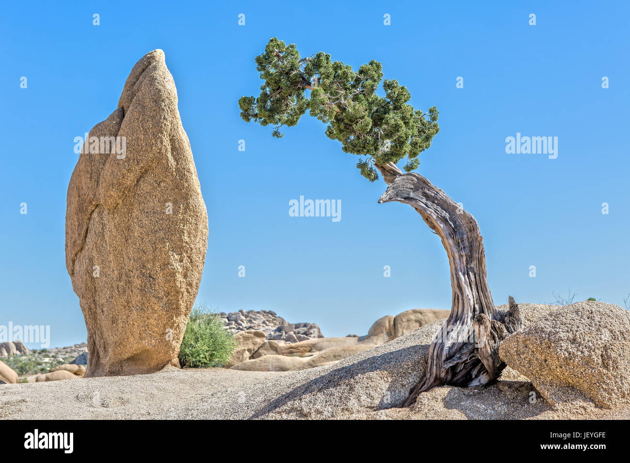 Juniper dans Joshua Tree National Park en Californie Banque D'Images