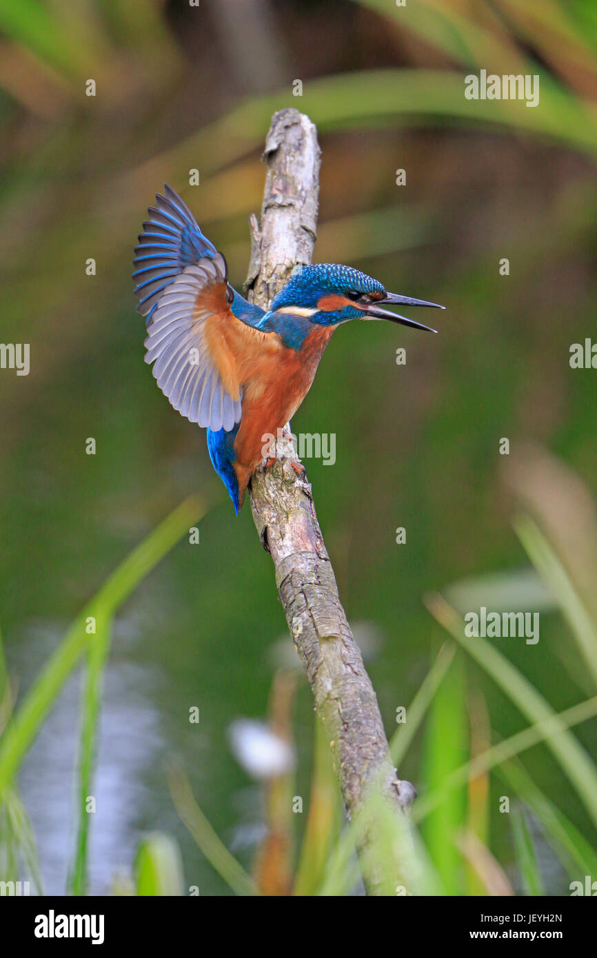 Kingfisher commun juvénile avec des ailes étirés au Top Hill Nature Faible Réserver Yorkshire Banque D'Images