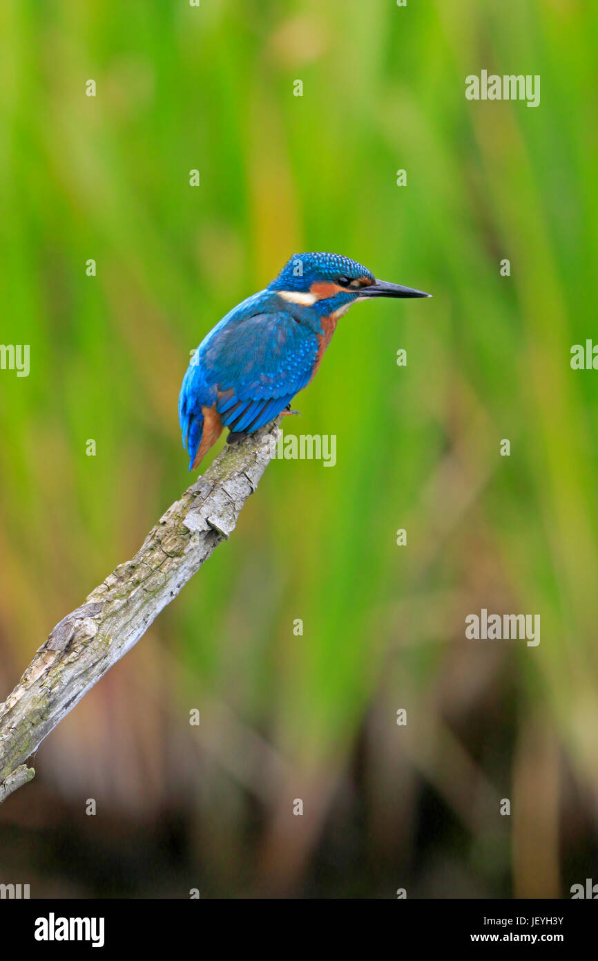 Kingfisher commun juvénile au Top Hill Nature Faible Réserver Yorkshire Banque D'Images
