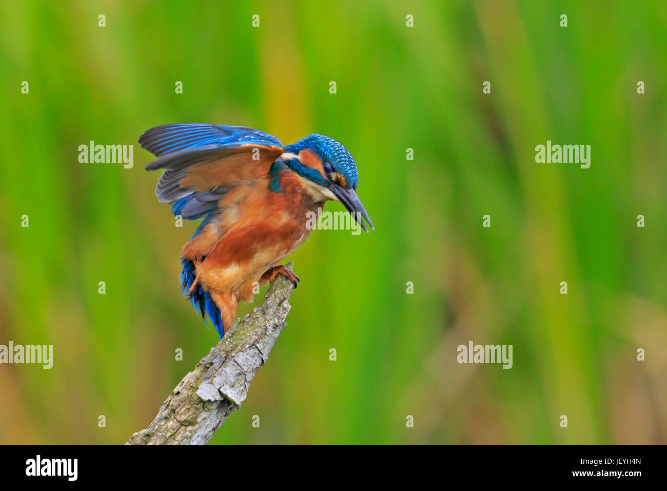 Kingfisher commun juvénile avec des ailes étirés au Top Hill Nature Faible Réserver Yorkshire Banque D'Images