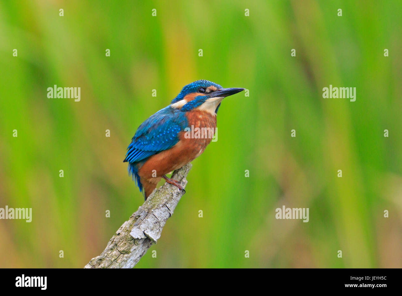 Kingfisher commun juvénile au Top Hill Nature Faible Réserver Yorkshire Banque D'Images