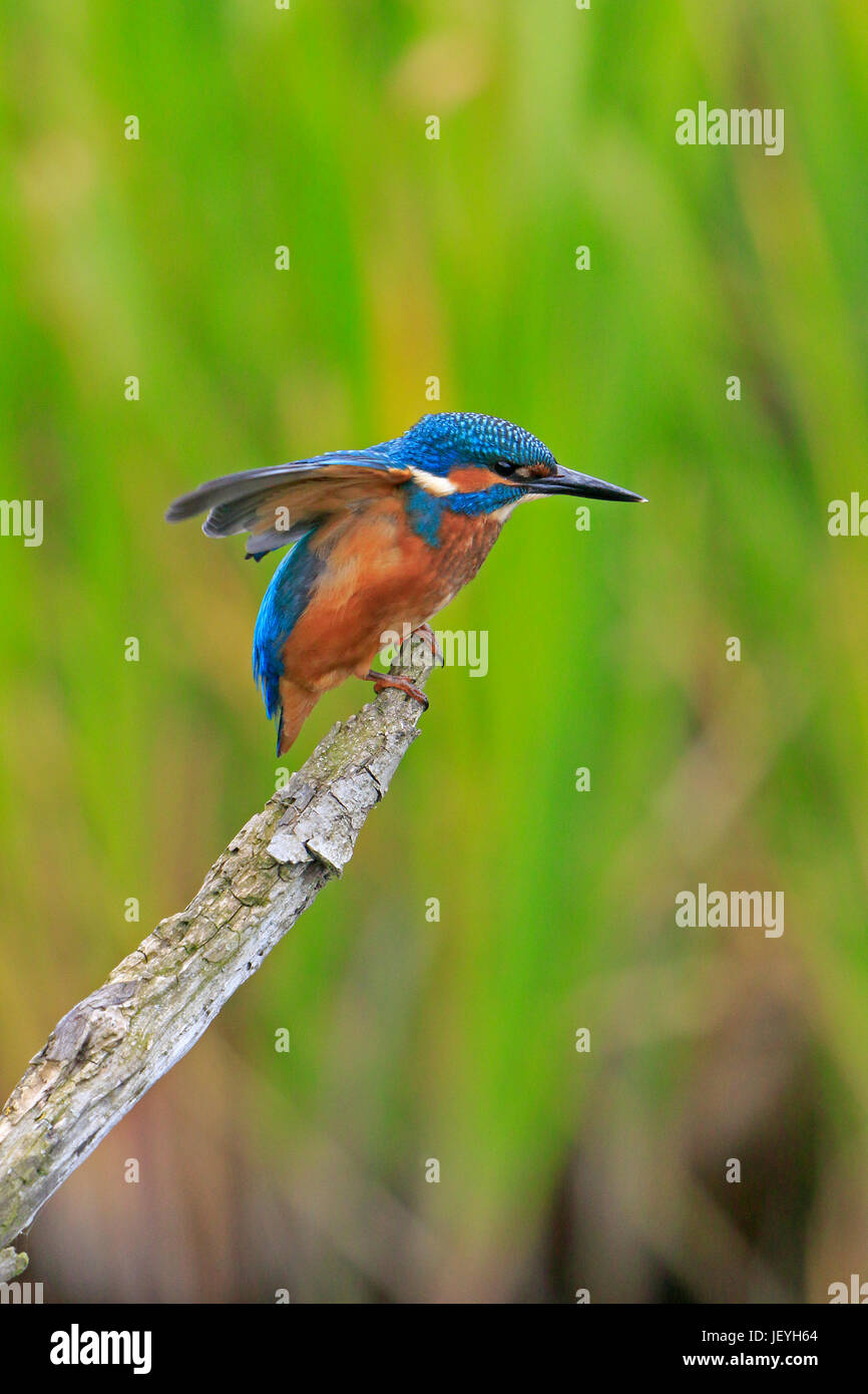 Kingfisher commun juvénile avec des ailes étirés au Top Hill Nature Faible Réserver Yorkshire Banque D'Images