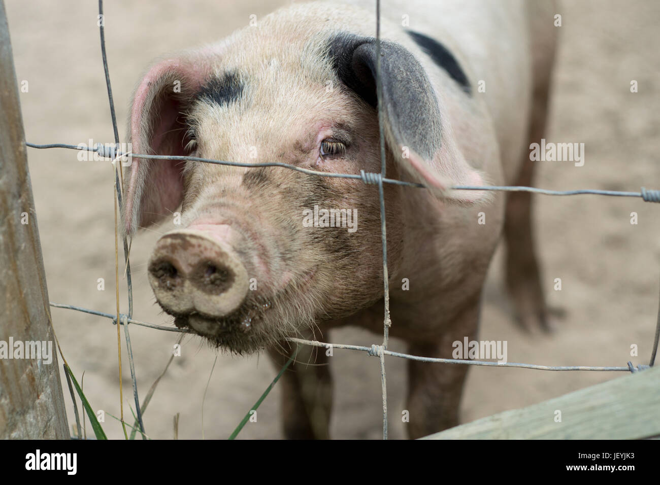 Petit cochon derrière une clôture Banque D'Images