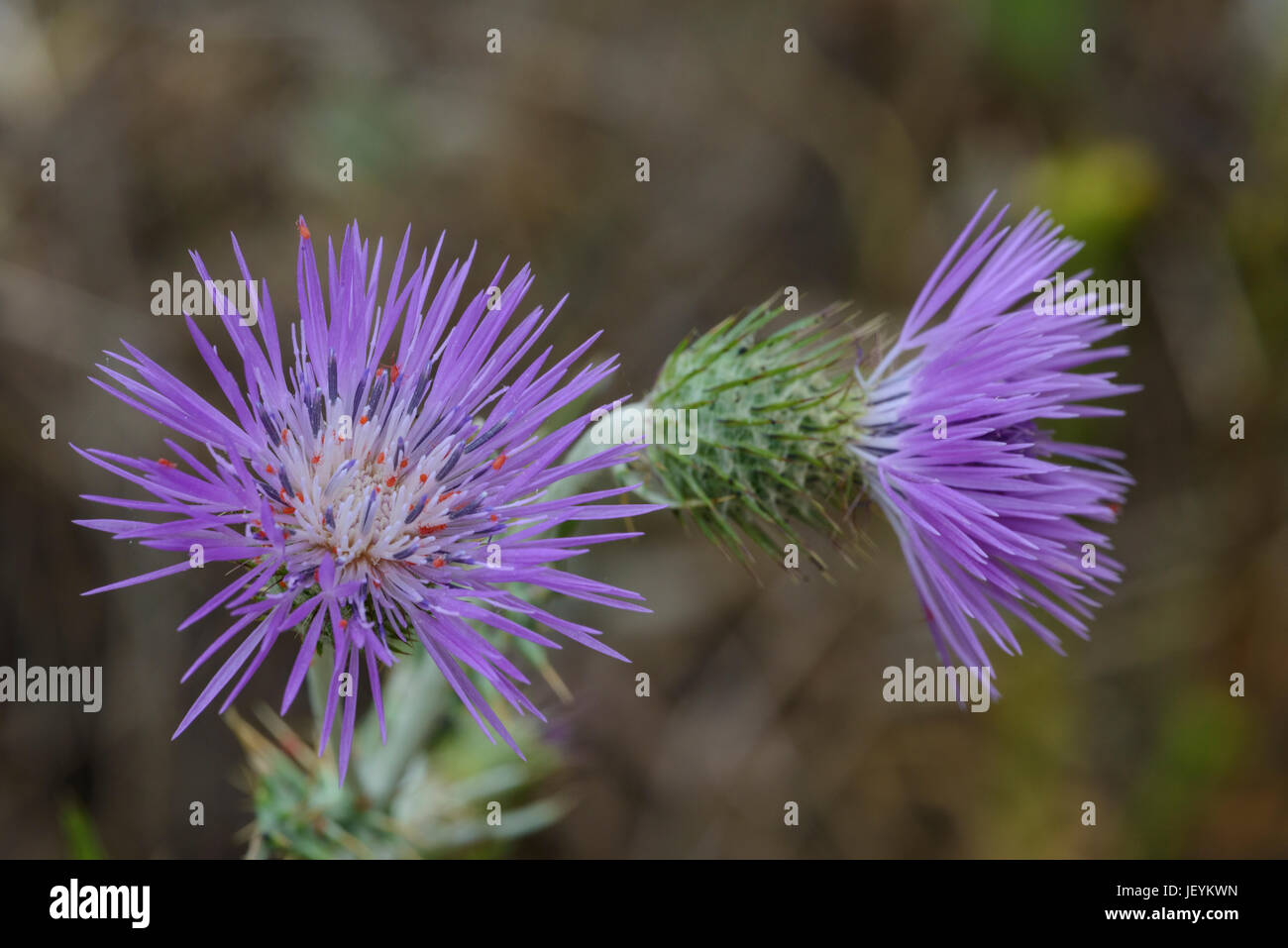 (Galactites tomentosa Galactite), fleurs Banque D'Images