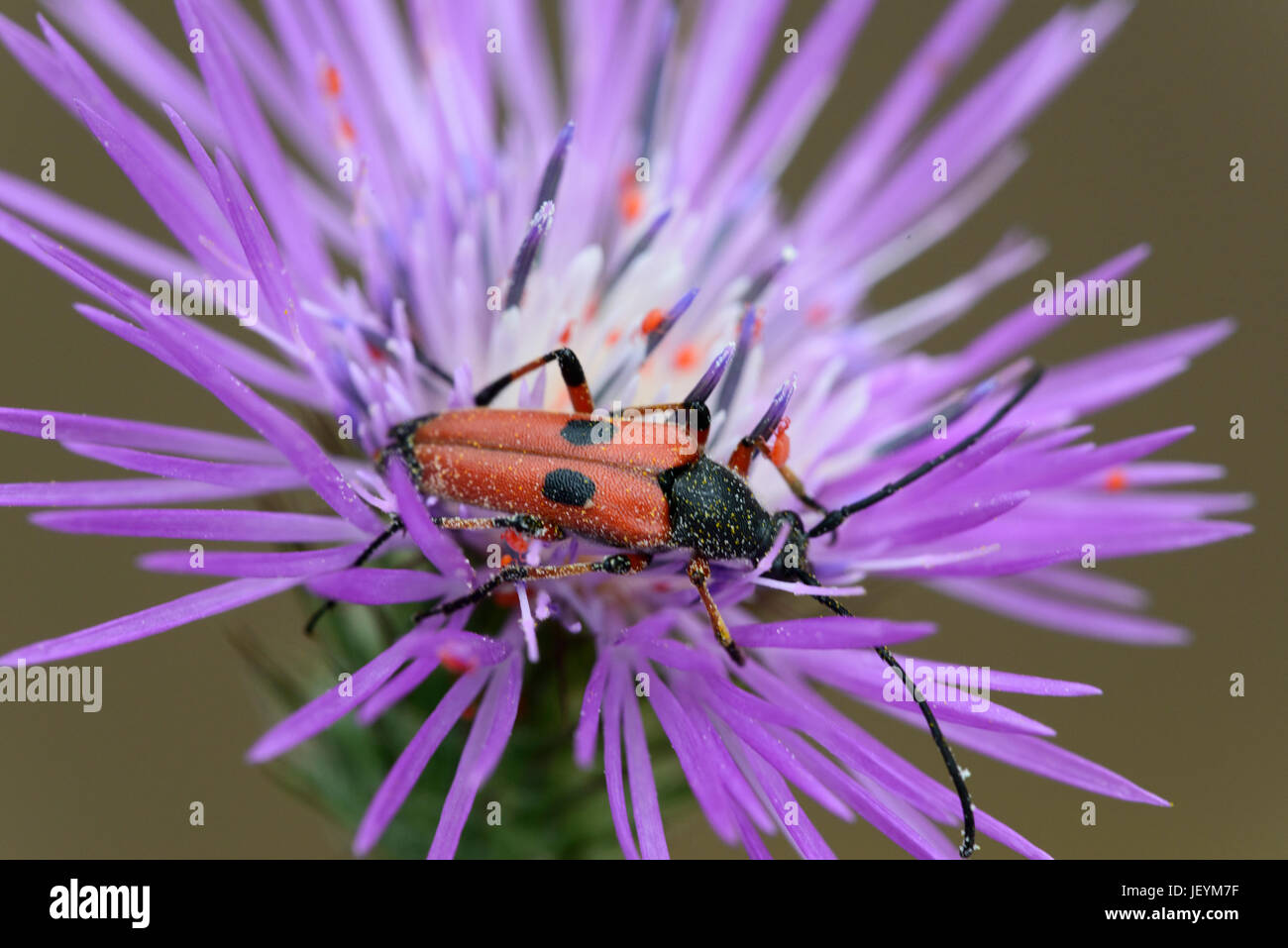 (Galactites tomentosa) Galactite, longhornbeetle Nustera avec fleurs (distigma) Banque D'Images