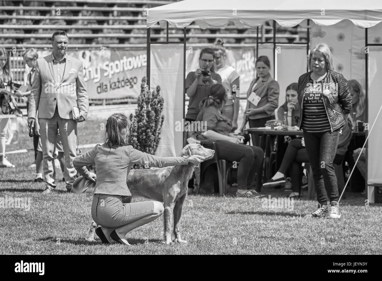 Szczecin, Pologne - 10 juin 2017 : présentation de chien au juge à la 31e exposition canine nationale de Poméranie occidentale. Banque D'Images