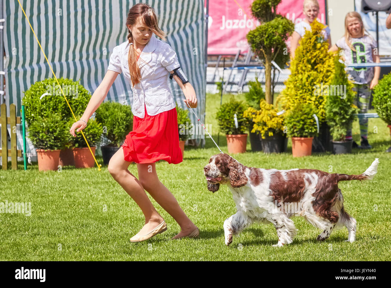 Szczecin, Pologne - 10 juin 2017 : Jeune fille court présentant un chien à la 31e exposition canine nationale de Poméranie occidentale. Banque D'Images