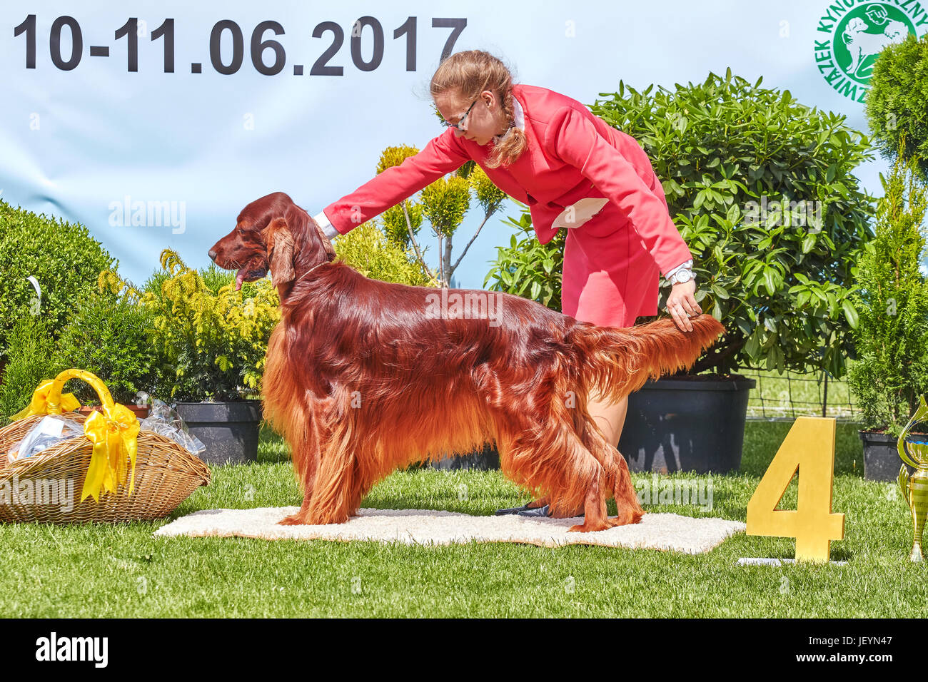 Szczecin, Pologne - 10 juin 2017 : Woman presenting Setter Irlandais à la 31e exposition canine nationale de Poméranie occidentale. Banque D'Images