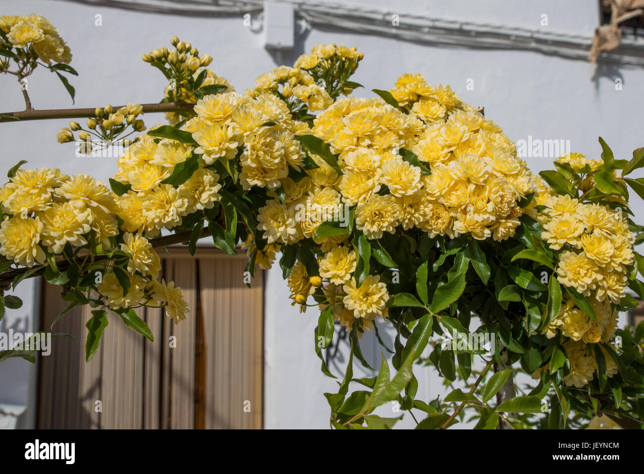 L'arc avec fleurs jaunes en Espagne comme house entrée Banque D'Images
