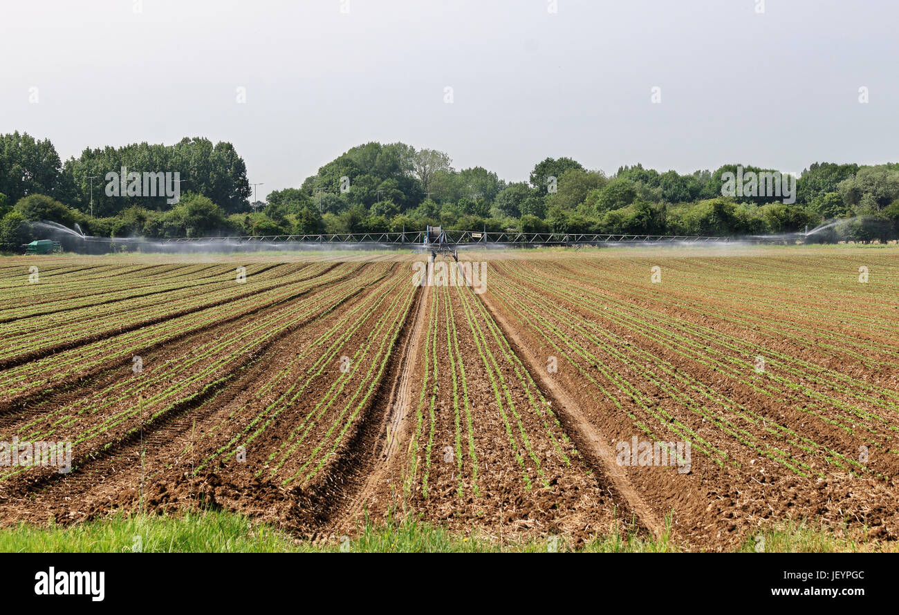 Domaine de cultures arrosées avec une machine d'irrigation Banque D'Images