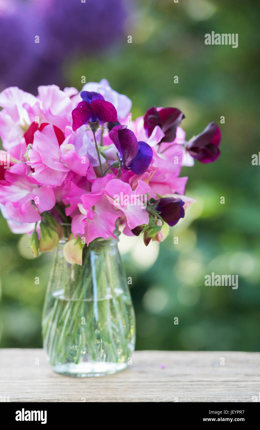 Lathyrus odoratus. Couper les fleurs de pois sucré dans un bocal en verre. UK Banque D'Images