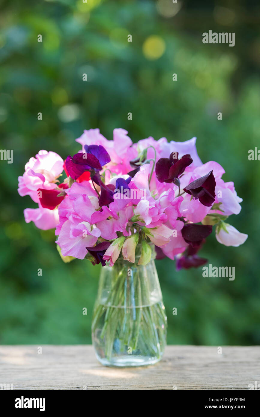 Lathyrus odoratus. Couper les fleurs de pois sucré dans un bocal en verre. UK Banque D'Images