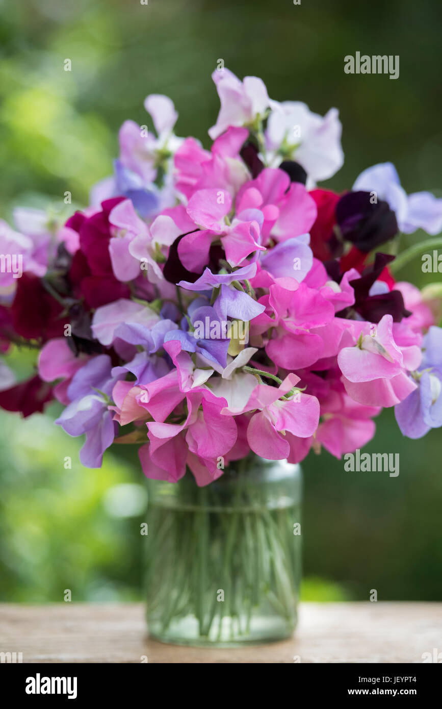 Lathyrus odoratus. Couper les fleurs de pois sucré dans un bocal en verre. UK Banque D'Images