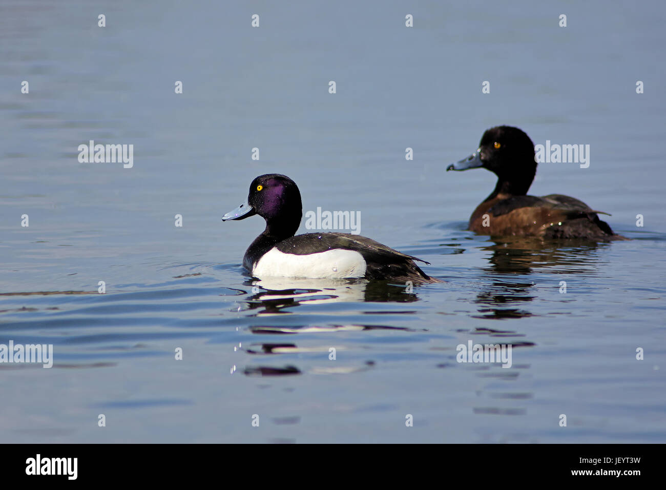 Canards sur un lac touffetée Banque D'Images