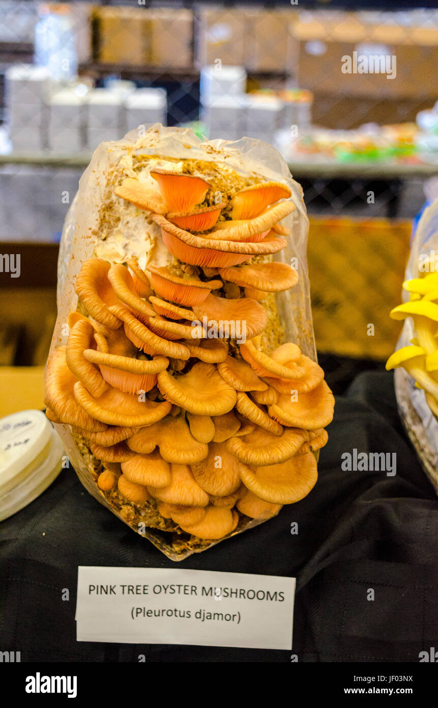 Les choses au juste les décideurs à San Mateo en Californie 2017 Banque D'Images