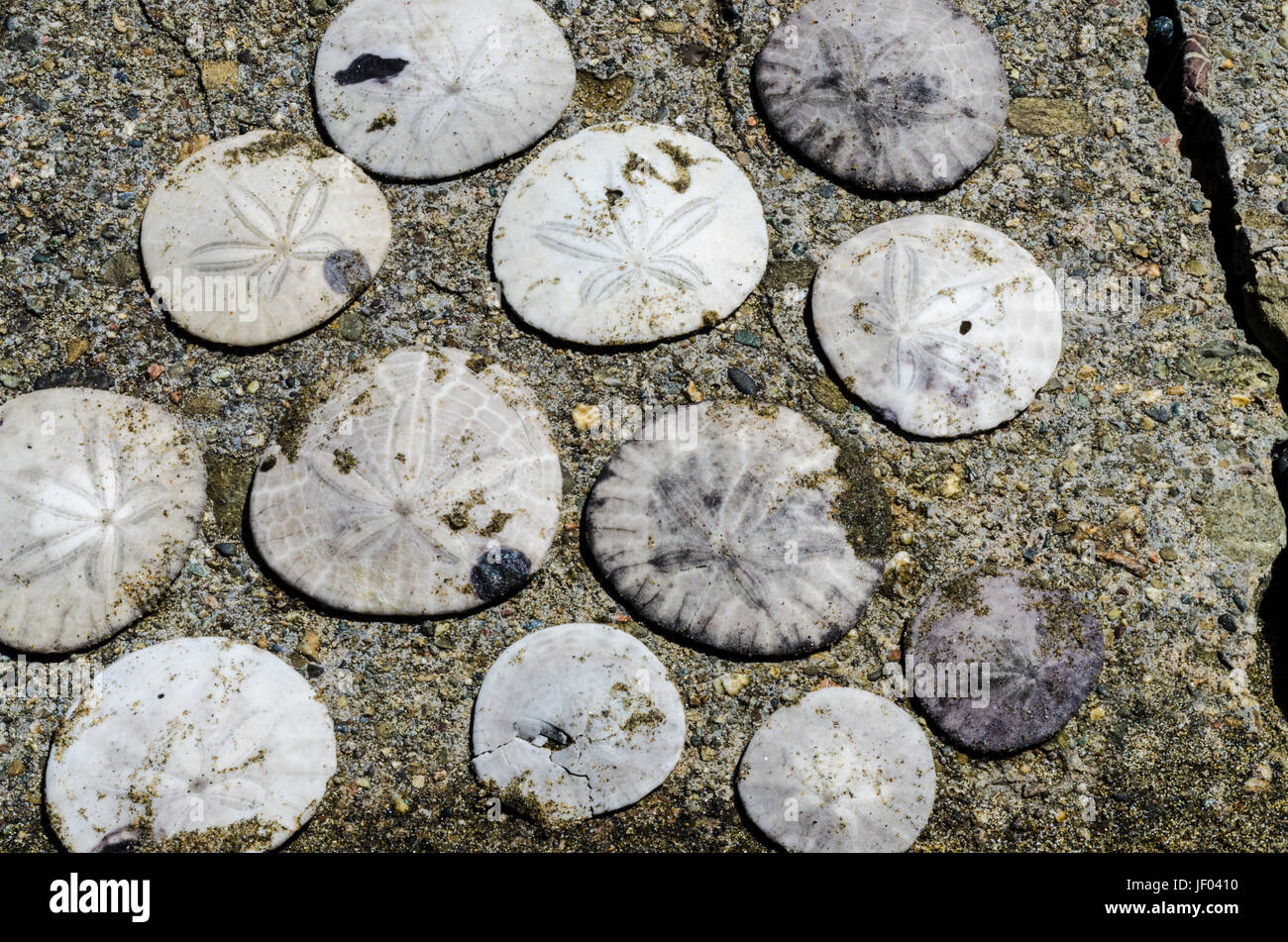 Sur la plage de San Francisco California USA Banque D'Images