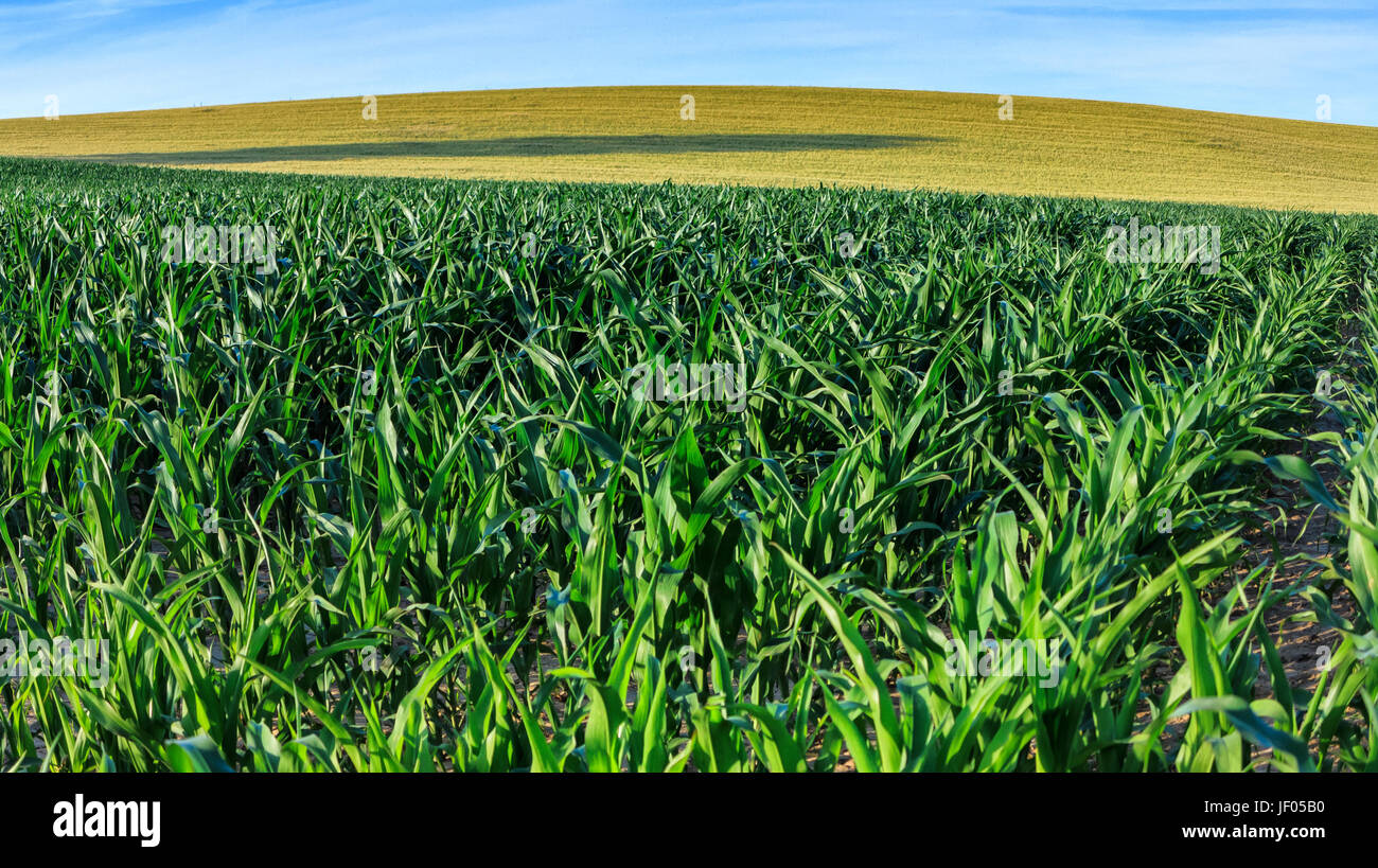 Paysage avec champ de maïs de printemps vert et bleu ciel Banque D'Images